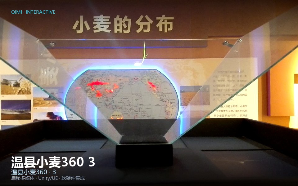 温县小麦360 3